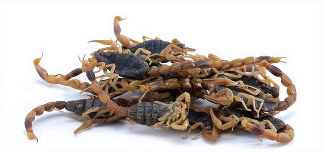 肿瘤|分享一味抗癌常用中药——全蝎,攻毒散结、息风止痛,组方应用广