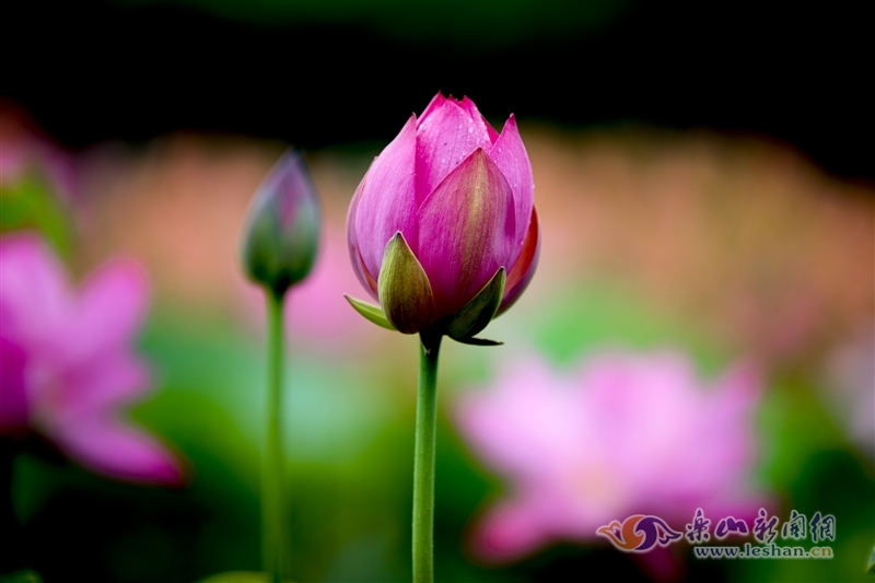 荷花|【花开乐山】峨眉双福荷花盛开