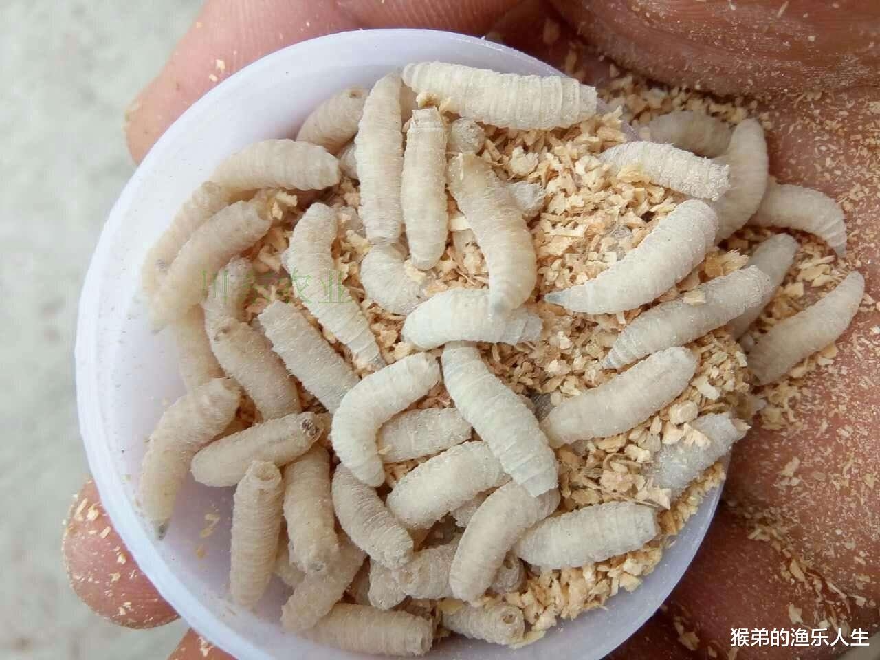 大板|冬季野钓大板鲫，蚯蚓和红虫效果都不好？大师都推荐这两种活饵