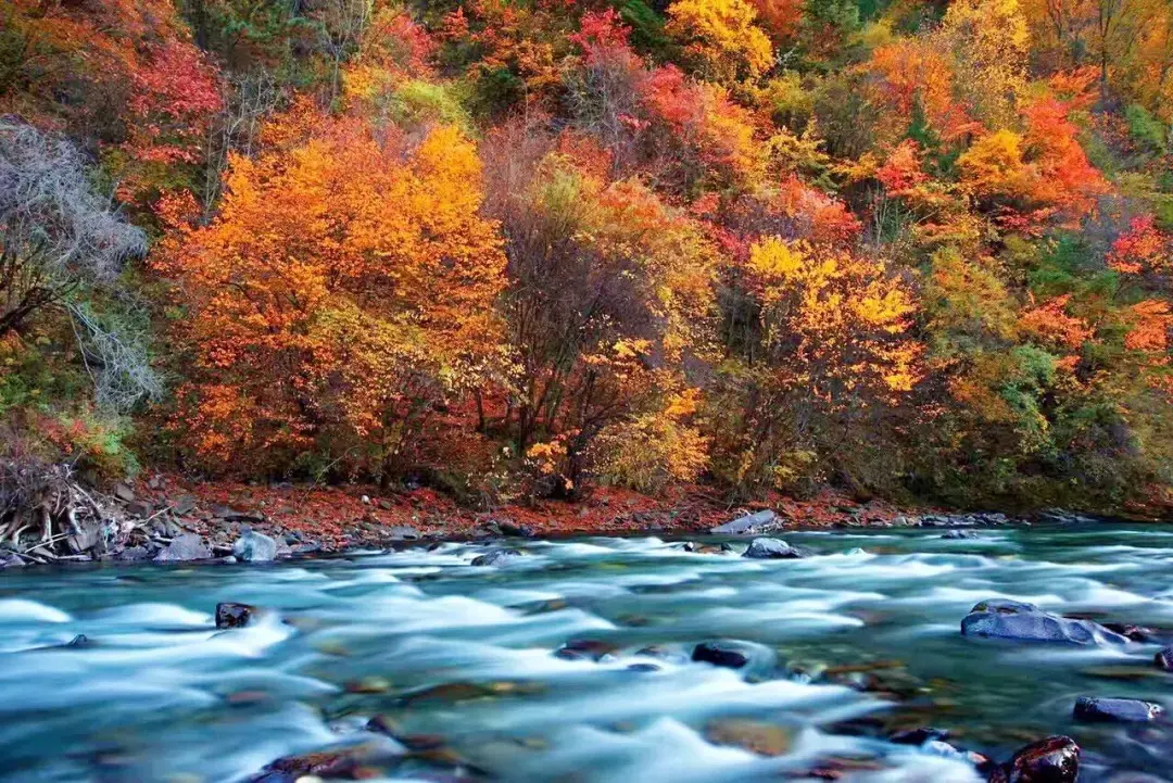 洛阳|再过半月!成都周边这个仙境,拥有最完美秋天