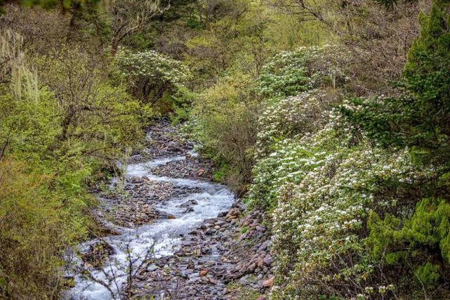 汶川|约！汶川『6月花花世界』已上新！