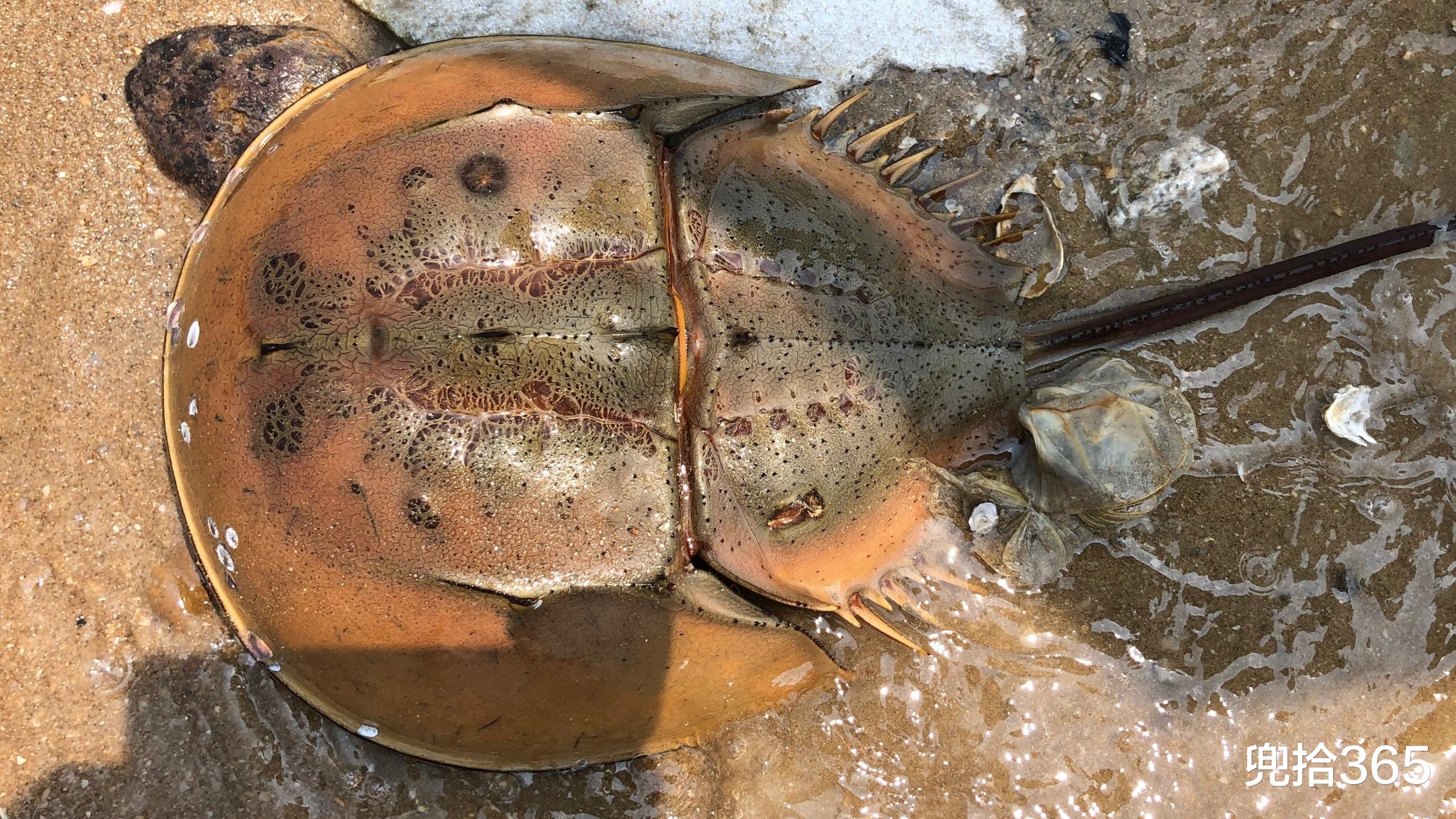 |福建一男子海边垂钓,在沙滩上遇二级“国保”,接下来却如此操作