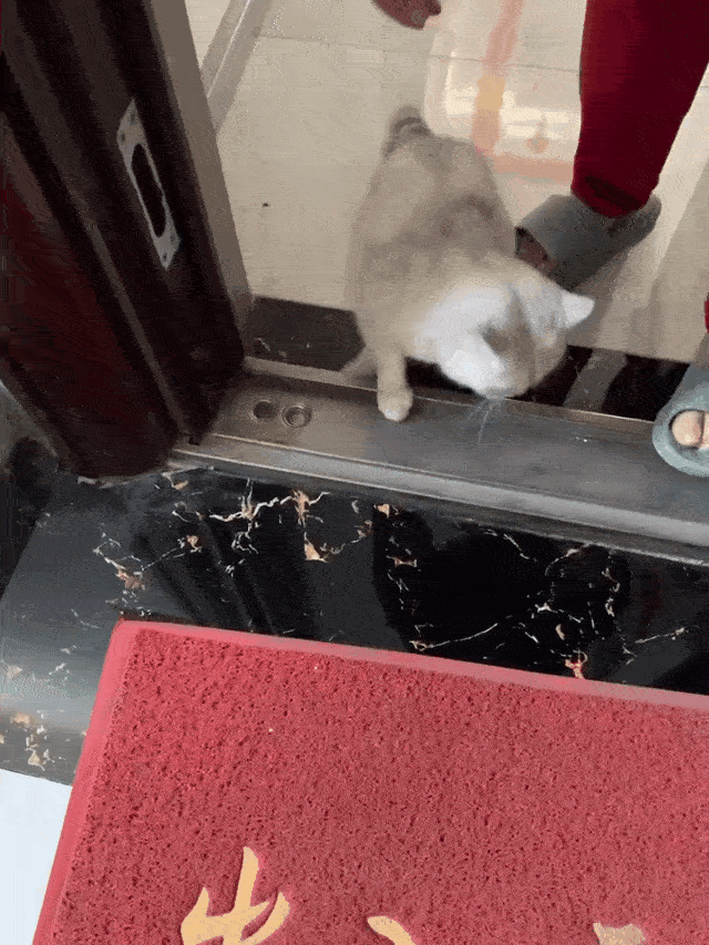 原来开地暖的最大受益者是猫猫！地上已经开始长猫啦！