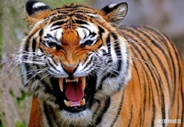汉武帝把西域进贡的动物拿去喂虎，老虎吓得伏地不起，这是何猛兽