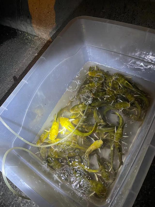 江苏省|江苏一河道出现大量黄辣丁，钓鱼人：忙不过来，一晚上钓了十多斤