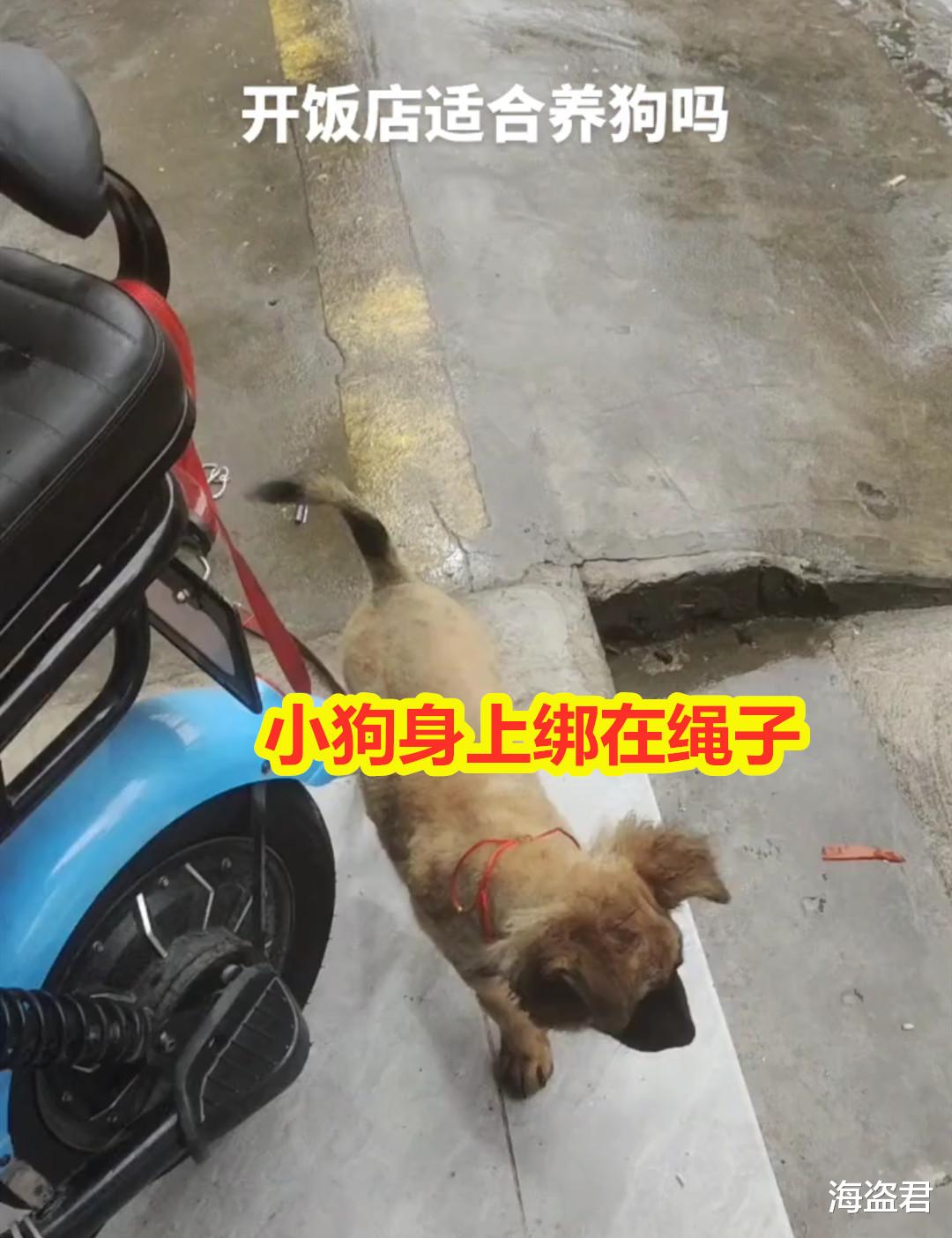 小狗埋在饭盆吃得喷香,老板娘看到不管,外卖员看不下去将狗赶走