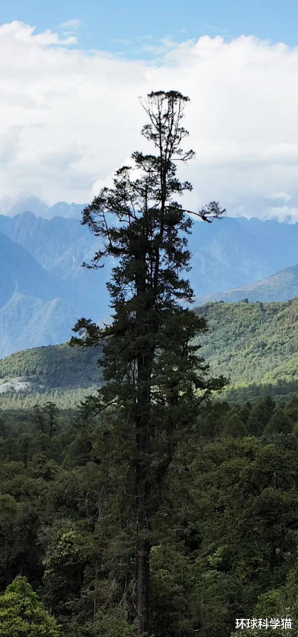 |76.8米“败落”，83.2米！西藏发现中国新“树王”，有什么意义？