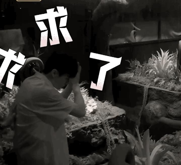 彭昱畅|密逃道歉三兄弟：彭昱畅必做三件事，在密逃4跪了20次！