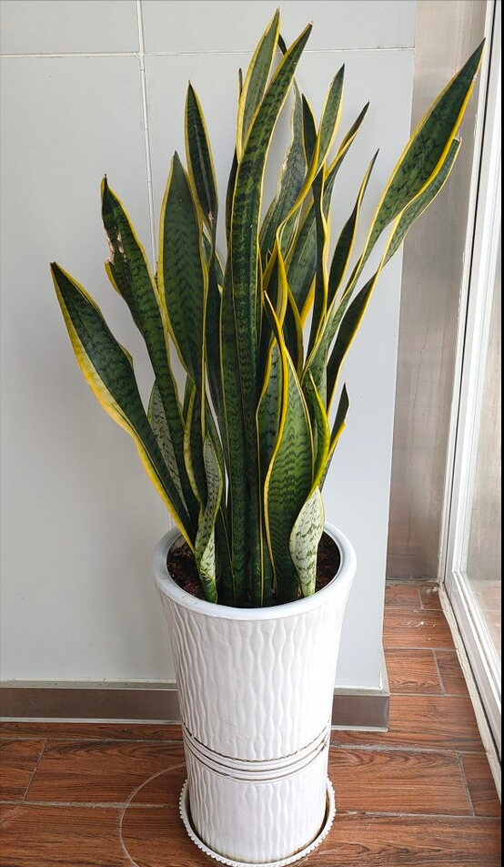 四种“健康花”,适合养在卧室,空气清新,有助睡眠