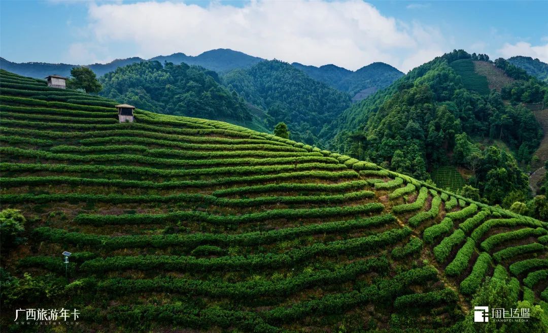 |别只迷恋黄姚哥，贺州这个“茶园梯田”也美若仙境| 广西旅游年卡