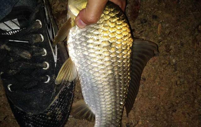 太阳队|浅谈早春野钓温差与气温,鲫鱼活跃地点不同