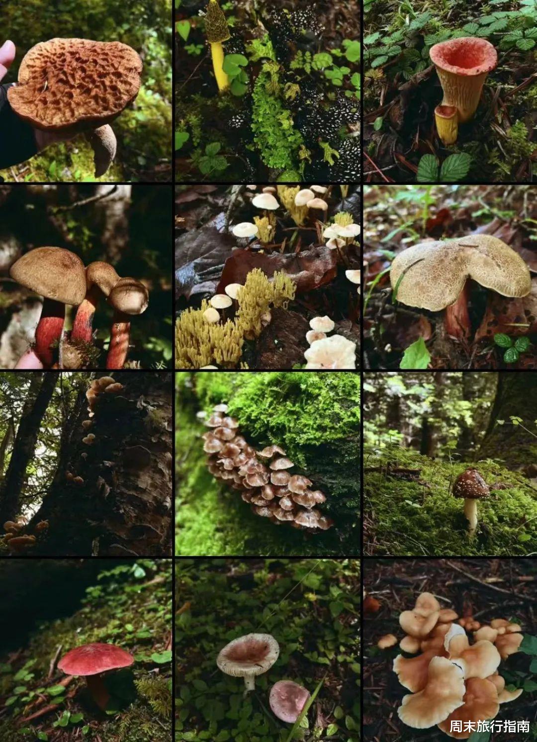 野生菌|刘亦菲新剧刷屏!均温20℃的神仙取景地,私藏“全国最毒”美味,吃过就上头!