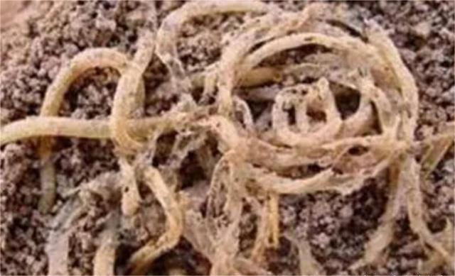 一碗历经了4000年的面条,直接改写了世界历史