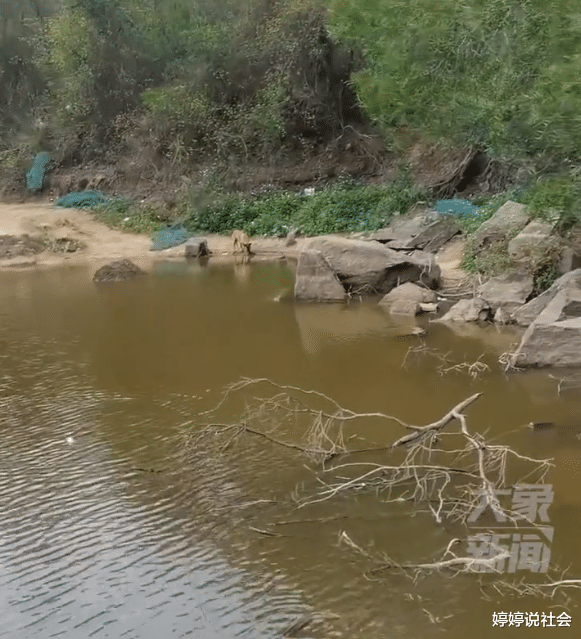 |福建泉州:男子钓鱼遇到贪玩狗妈妈,结果花160元却逗了一下午狗