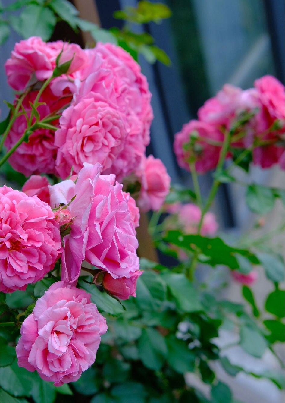 买房子时,免费送的30㎡露台,打造浪漫又实用的空中花园,太美啦