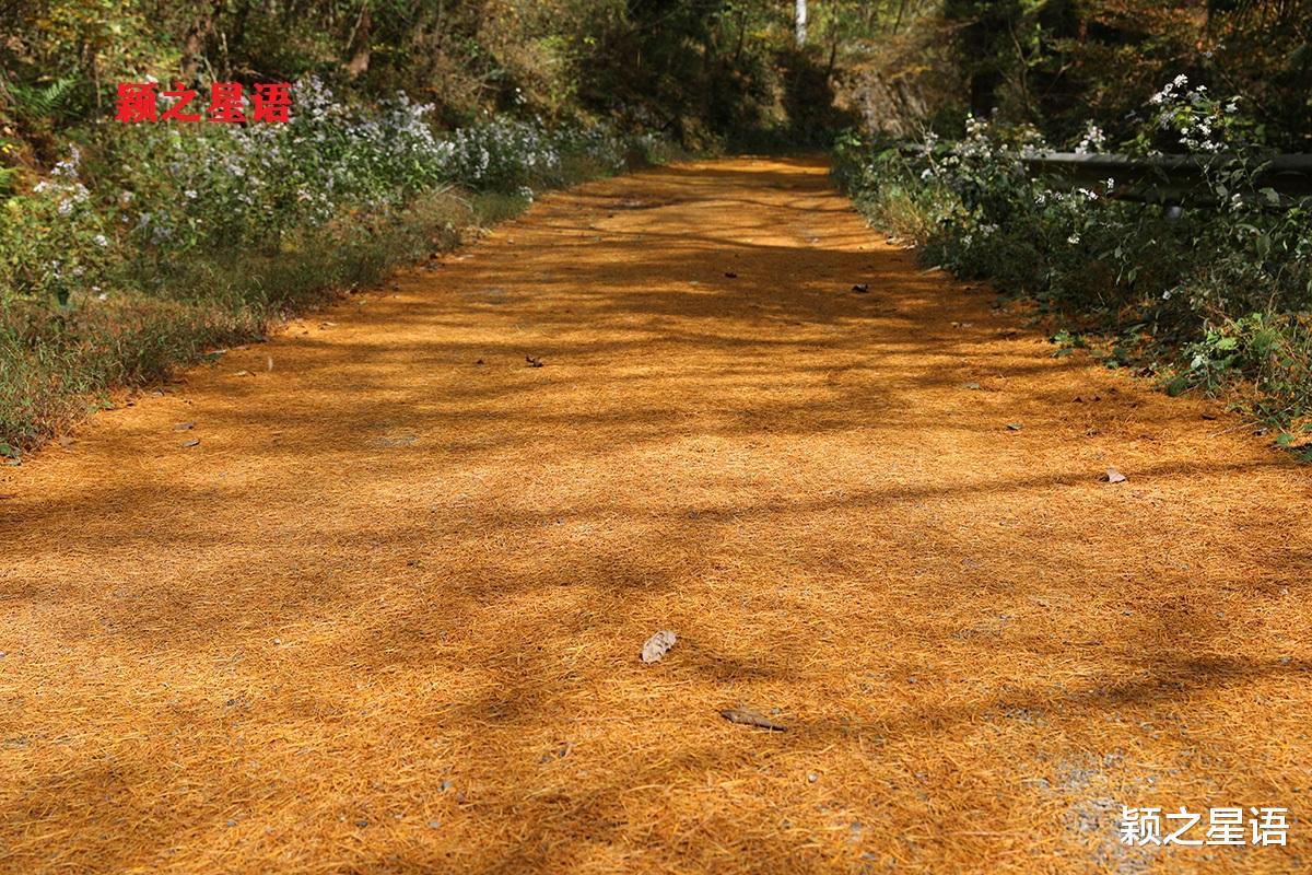 九寨沟|宁波第二条金光大道，走了还想走，赏景不忘植树人