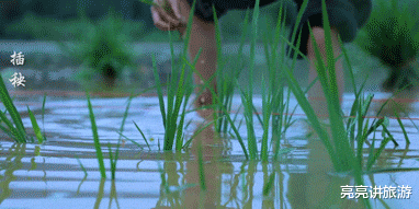 古镇|时隔一年,重看“李子柒”的庭院,才发现,那里仍是“世外桃源”