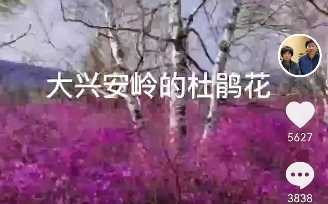大兴安岭|杜新枝删除救心丸回复,晒大兴安岭杜鹃花美照,感谢每一位善良人