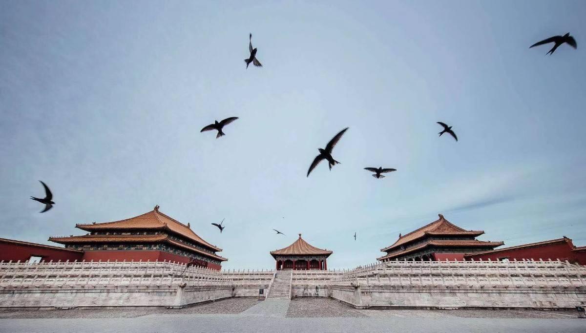 这种鸟一生都在飞行,落地约等于死亡,它要怎么睡觉和繁衍后代?