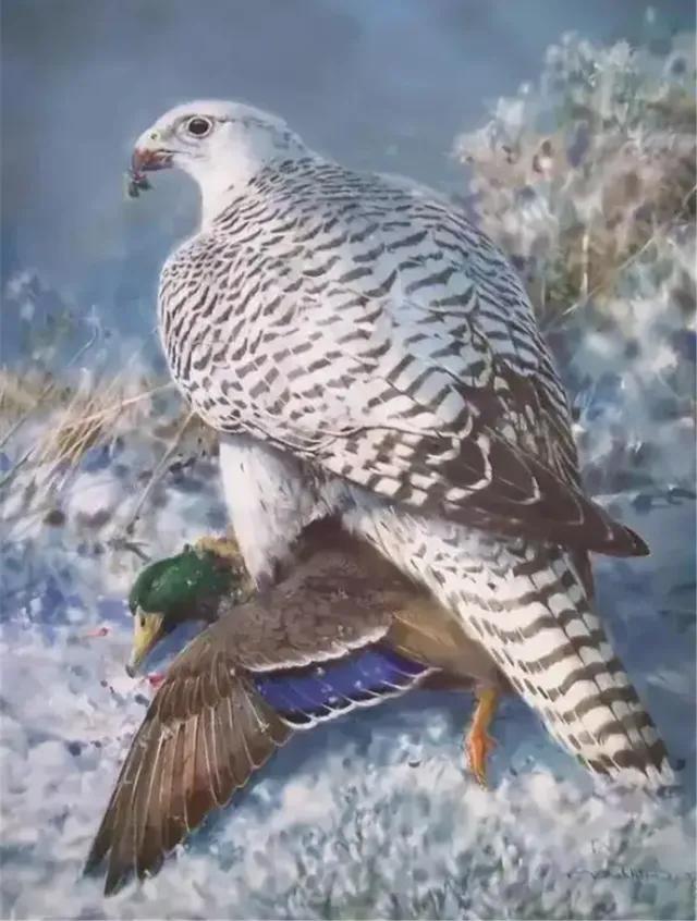 罕见的36张照片,驼鹿大战黑熊,野猪吓退鳄鱼,螳螂捕捉小鸟