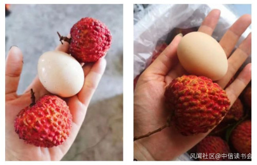 一年狂吃300万吨,最贵55万一颗:中国荔枝到底哪家强?