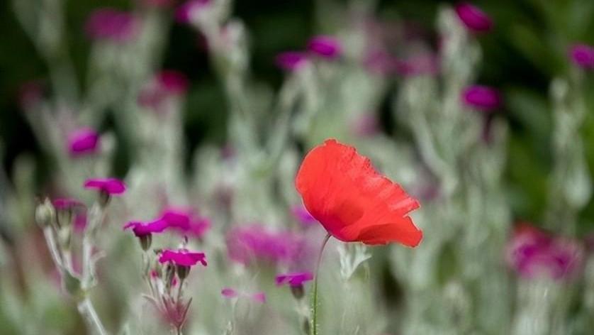 安陵容|从安陵容到浣碧，不懂得五个字，怎会有幸福？