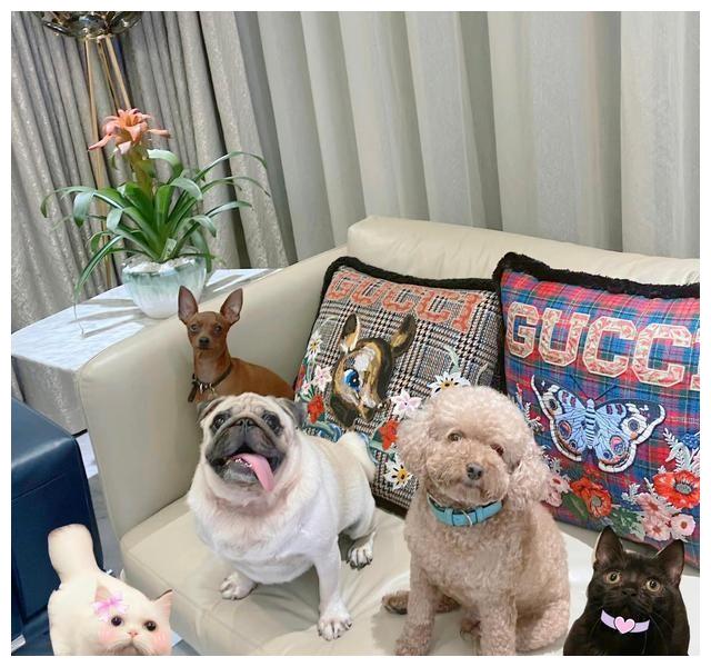 赵露思|赵露思晒成都“豪宅”火了：140㎡超大客厅，精致奢华，令人羡慕