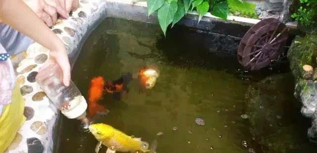 大板鲫|蚯蚓不生活在水中,为何会被用来当鱼饵?有时候也能钓到大鱼?