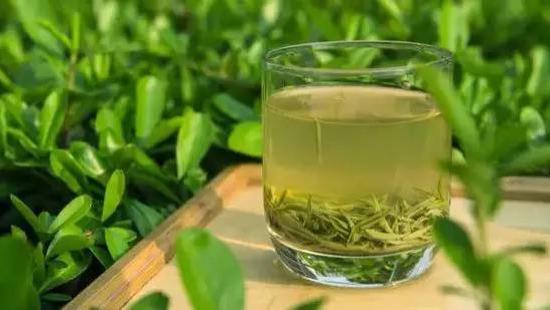 庐山|庐山云雾茶