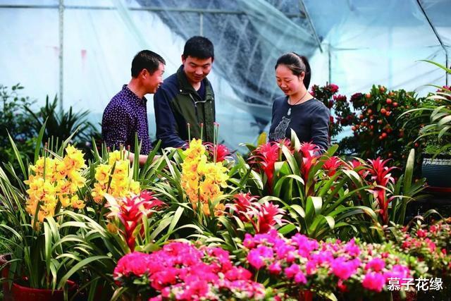 5类“坑人花”,千万别买回家,一般人养不活,买了就是白扔钱