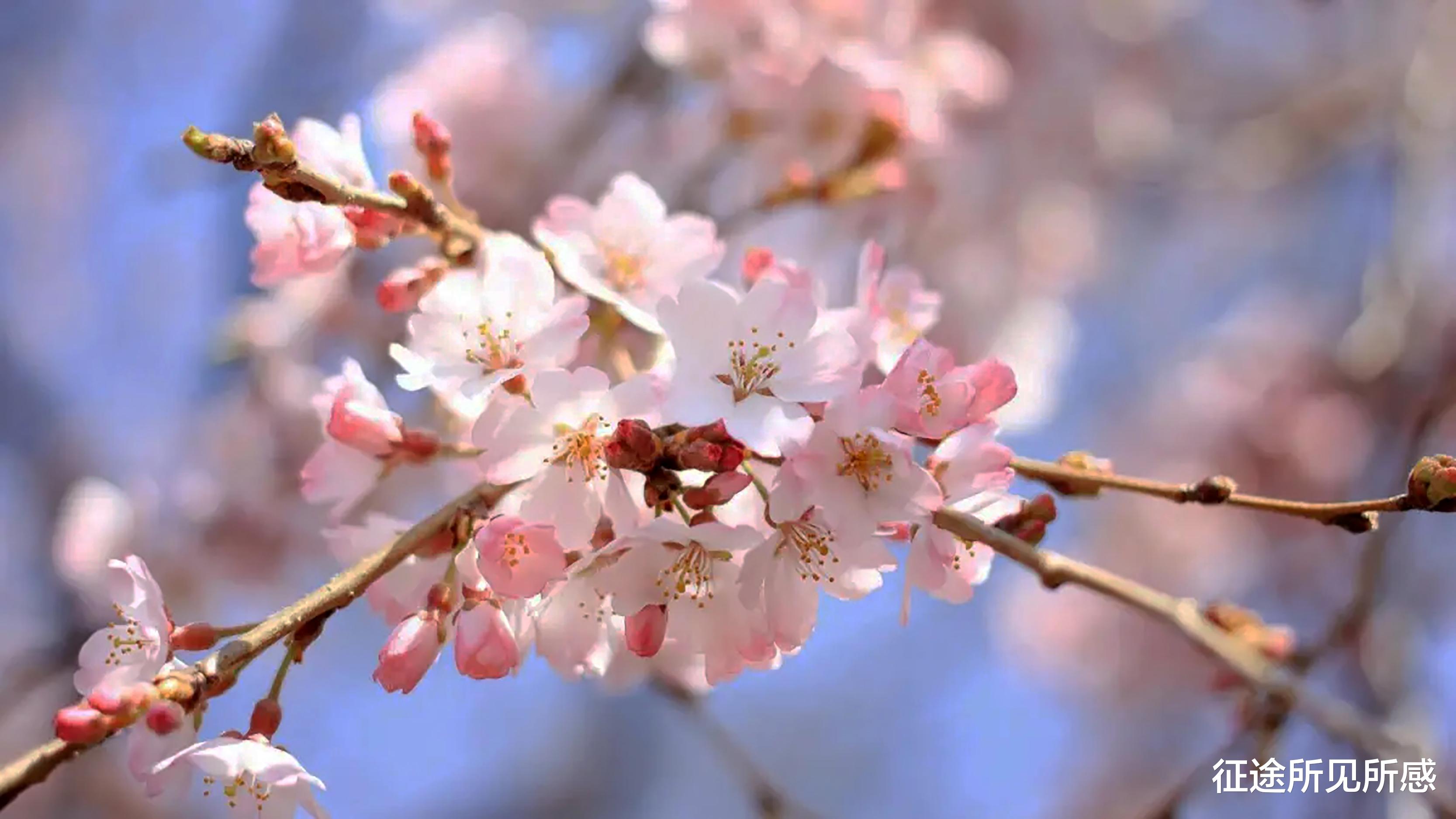 茶园|疫情期间，住宅小区赏樱花，守得樱花灿烂时，迎来人间四月天