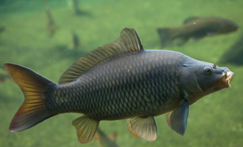 长江|宜宾重现鱼翔浅底景象，劝君莫食三月鱼，钓鱼等到甩子后