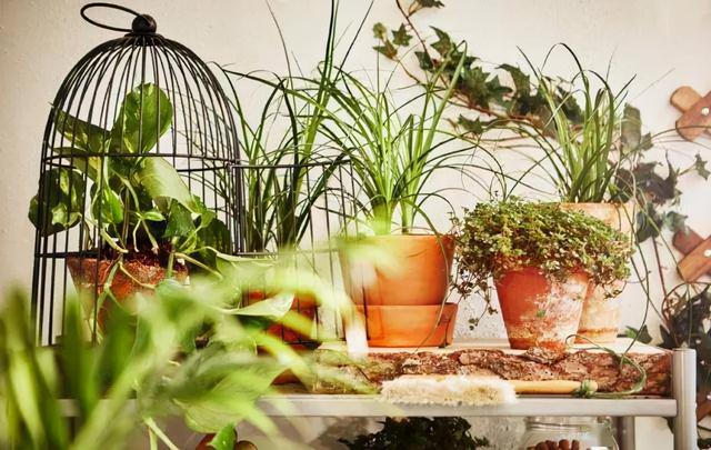 发现一户人家,家里摆了1000多盆花,那叫一个高级,拍给大家看