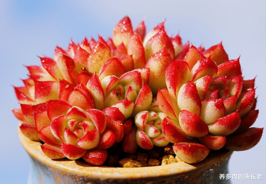 |多肉梦幻女王,上色后如凤眼藏琥珀,似朱唇点樱桃,果真梦幻十足