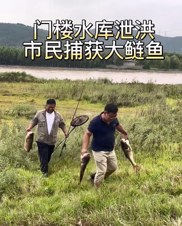 烟台|烟台:台风过后到处是鱼?烟台网友:小区保安都请假去捉鱼了