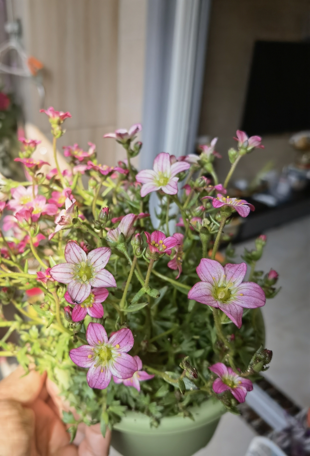 这“五种花”适合养在卫生间,吸潮气除异味,厕所秒变“绿植园”