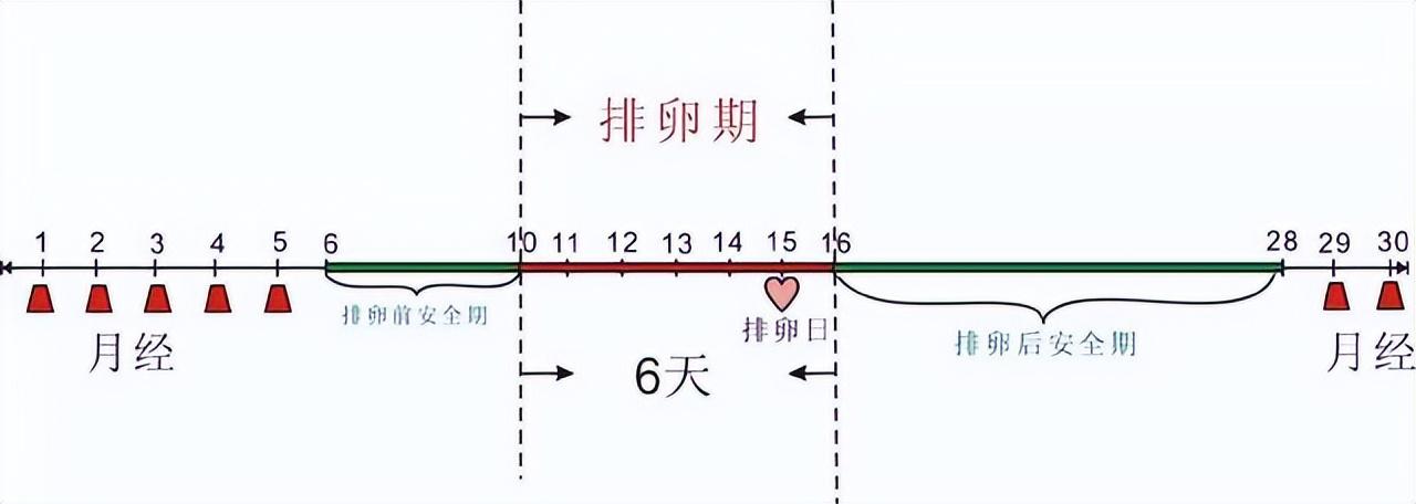 动物都有发情期,人类为什么没有,反而隐藏了排卵期?