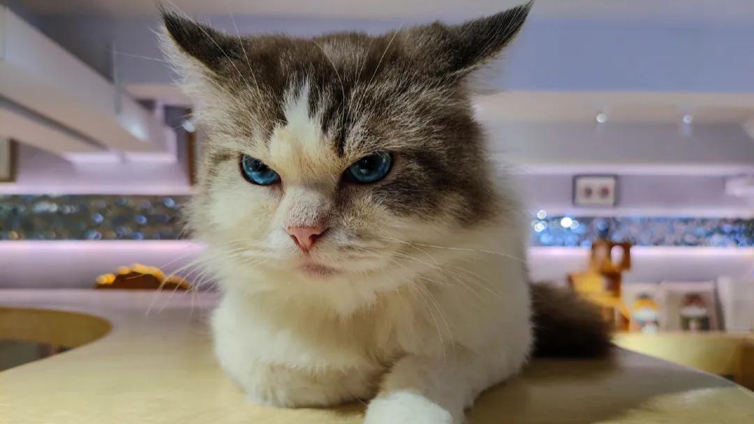 努比亚|谷爱凌自用手机曝光！竟是这台新机