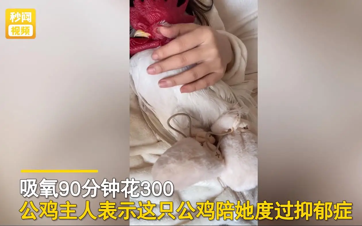 女子养只宠物鸡,生病后送医院治疗,一天就花费二千元,网友却说值
