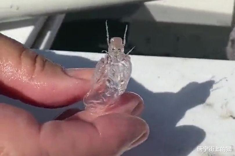 渔民发现奇特海洋生物,全身透明,状似“外星人”