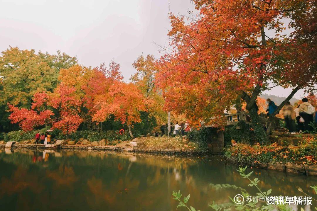苏州|小雪节气，中国四大赏枫胜地的苏州天平山五彩枫进入最佳观赏期！