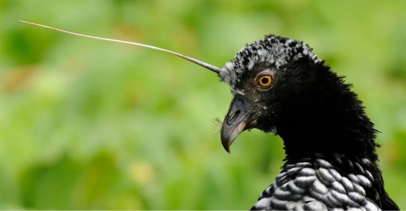 腾讯|奇怪的知识增加了 腾讯初代目企鹅形象