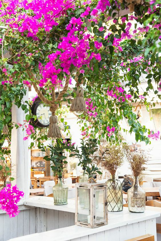 |一堵白墙，一株藤