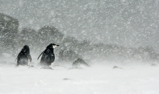 甘肃|老龄化，越南崛起！腾讯的丧钟，已敲响