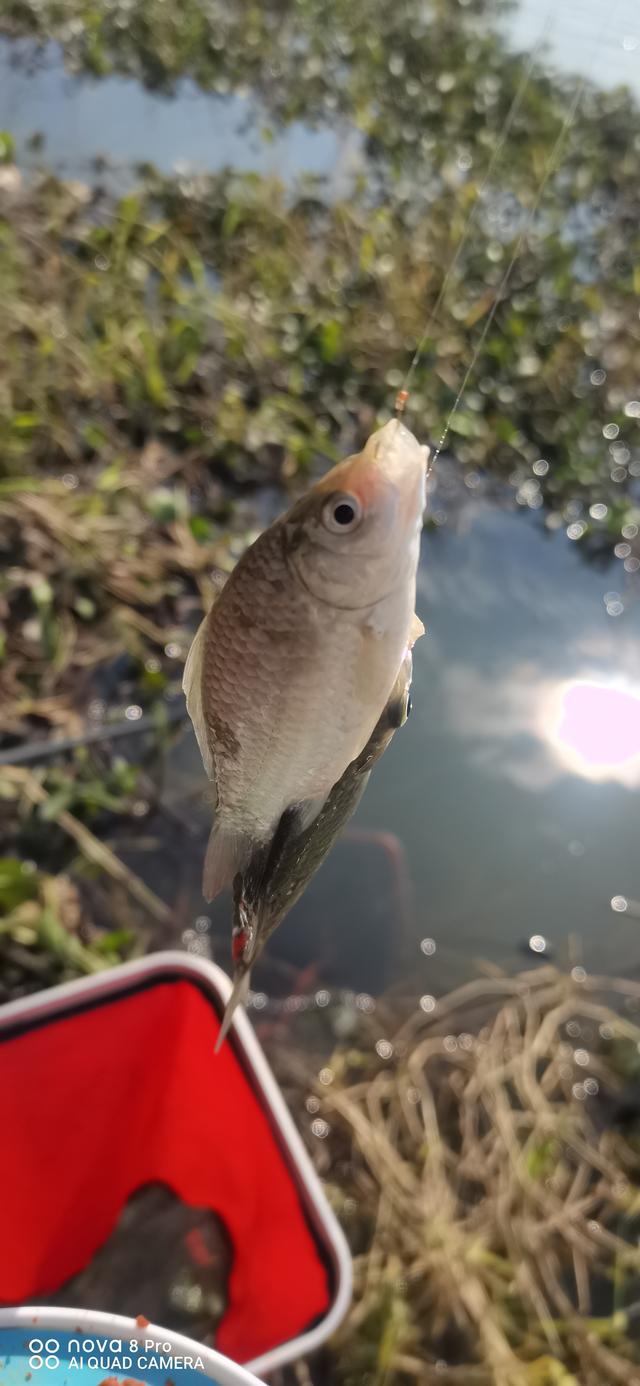 |何以解忧,唯有钓鱼,敬我渔生