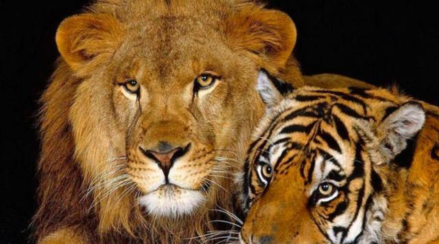 人为操控的“爱情悲剧”：狮虎兽、虎狮兽、虎狮虎兽、狮狮虎兽