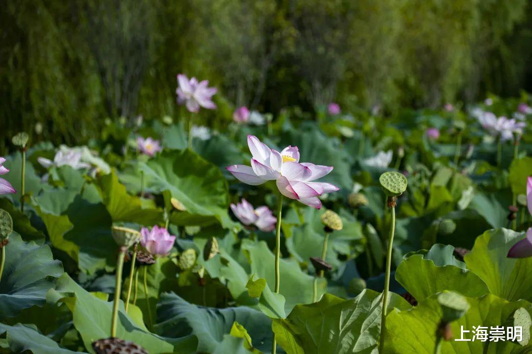文化节|《沉香如屑》中的四叶菡萏，崇明有很多！