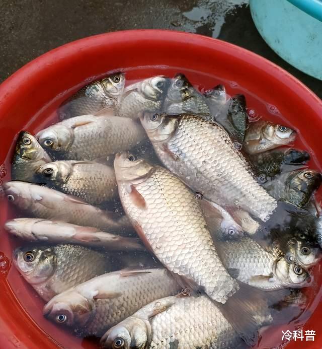 |雨季涨水野钓策略分享:饵料、钓位、时段有讲究