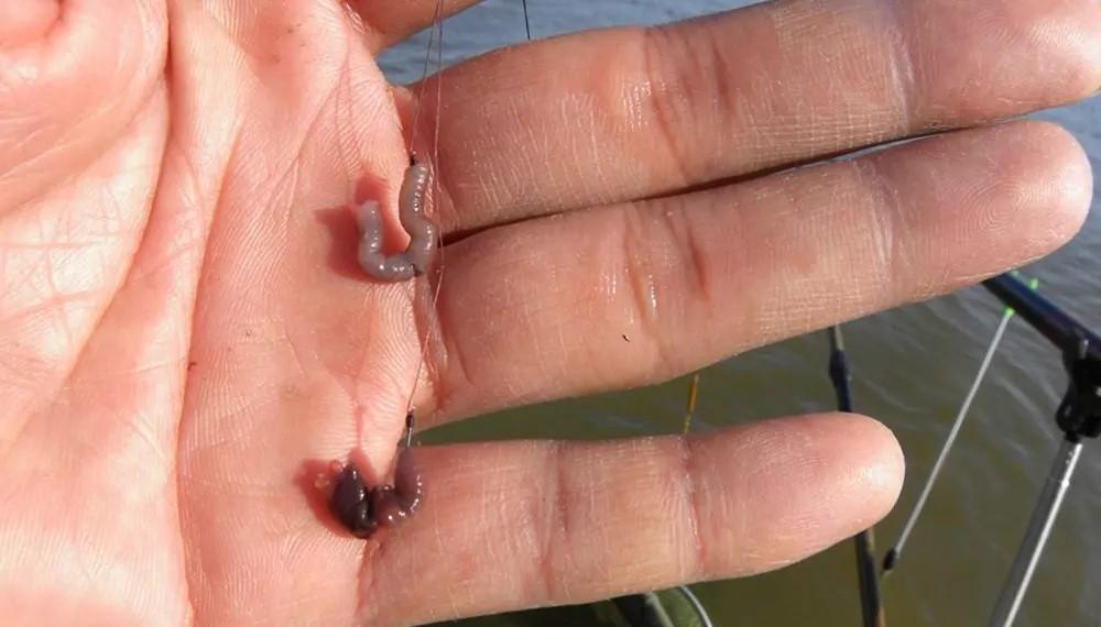 饵料|只有新手才会用蚯蚓钓鱼?蚯蚓真的没有商品饵好用,要被取代了吗