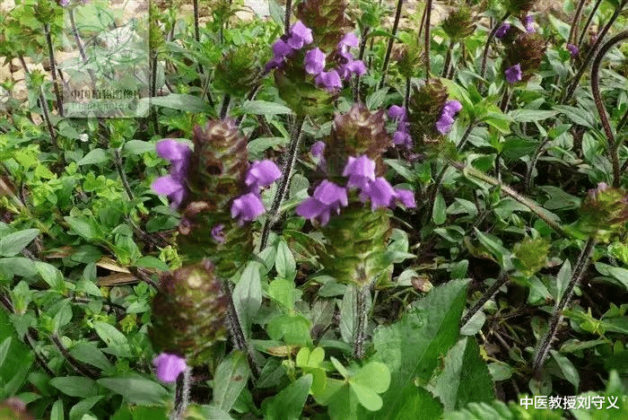 夏枯草|分享抗癌良药——夏枯草,清热解毒抗癌、散结消肿效佳